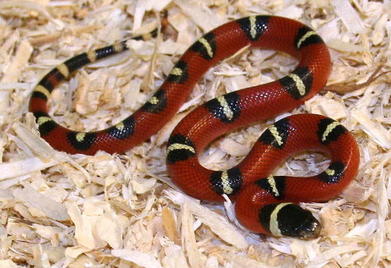 Spotted male
