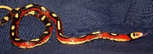 Applegate Stripe Sinaloan Male