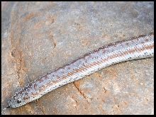 borrego male b