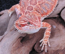 red male close up