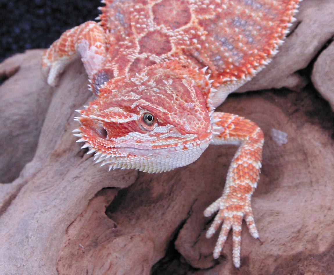 red male close up