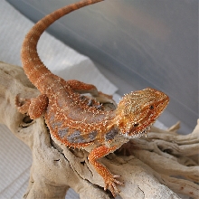 Holdback male 2