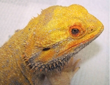 Buba, 11  year old Dragon