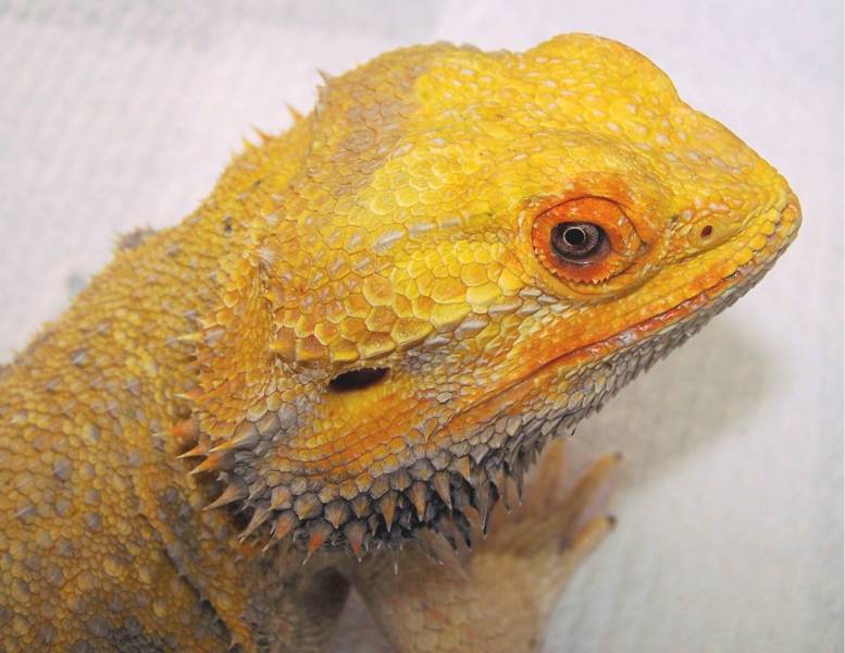 Buba, 11  year old Dragon