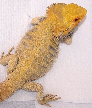 "Bubba" 11 year old male