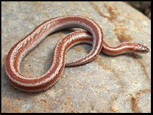 Cottonwood 1 Female