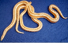 Cottonwood pair 2