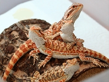 Group Photo oldest clutch