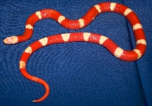 2003 Holdback sibling to Patternless Nelson's