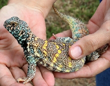 Mr. Yahoo 1yr old Ornate