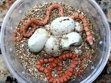 Jaguar Thayeri hatchling 1