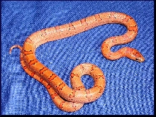 F2 05 Red Orange leonis