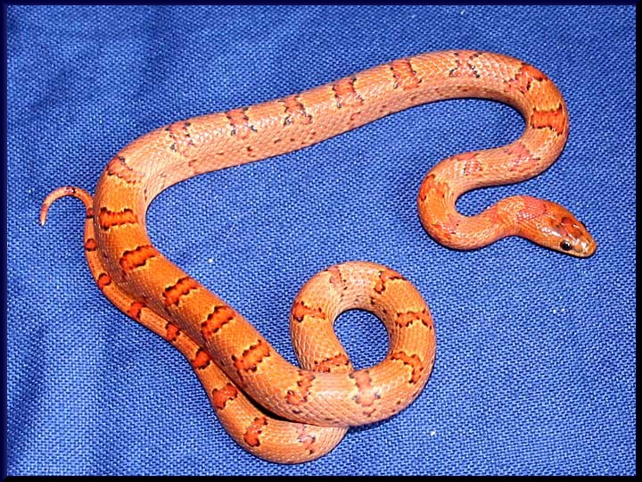 F2 05 Red Orange leonis