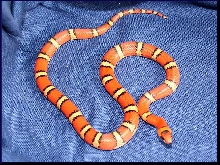 05 Milksnake Phase