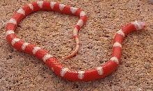 NEL-21-05 Male