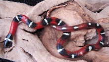 NEL-16-2005 Abberant Male
