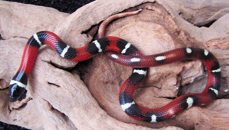 NEL-16-2005 Abberant Male