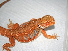 Holdback male 1