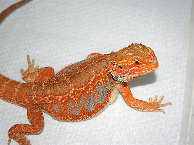 Holdback male 1
