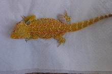 Orange male a