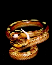 Granite Sinaloan