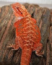 Our 2008 Holdback "Red"