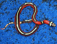 Sinaloan 3 Stripe