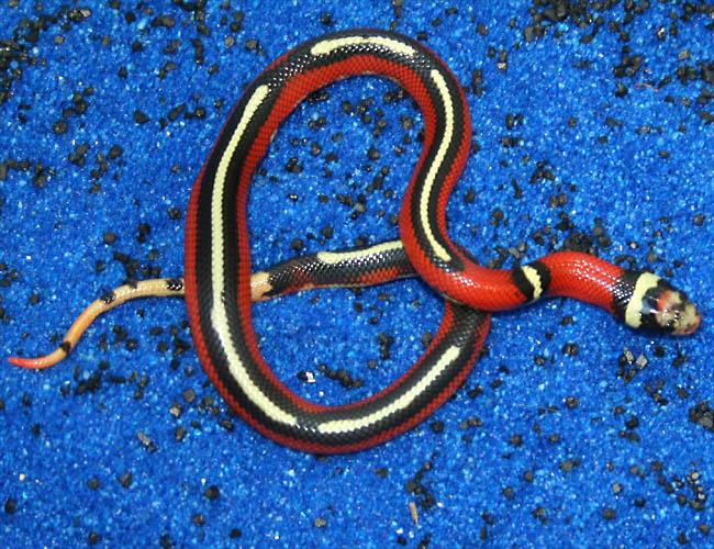 Sinaloan 3 Stripe