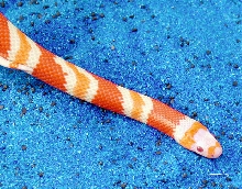 Tangerine Albino