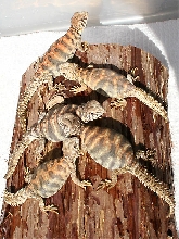 Baby Ornate Uro Group