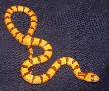 VAR-12-05 c male