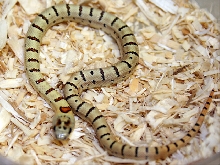 Varible 2-2006