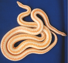 Whitewater Albino pair