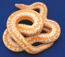 Temecula Albino Male