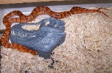 Mating Thayeri