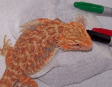 DayGlo Orange Male