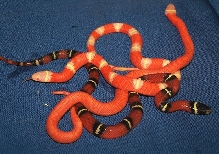 Patternless Nelson's and siblings