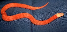 Patternless side view