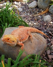 Favorite Big Red pic