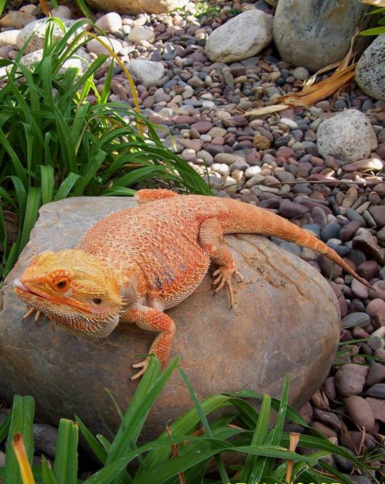 Favorite Big Red pic