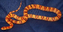 VAR-1-02 Male