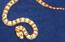 VAR-34-05 Male #2