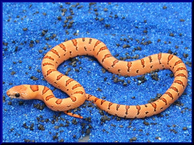 1 Blue back thayeri