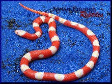 05 Albino Nelson's male