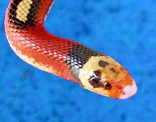 splotched male