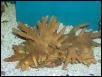 Saltwater - Austin Aquariums