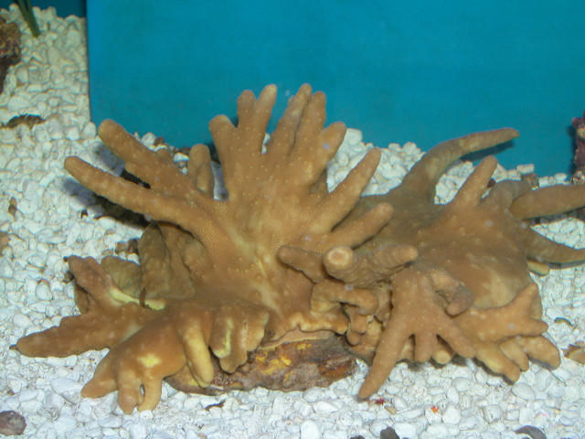 Saltwater - Austin Aquariums