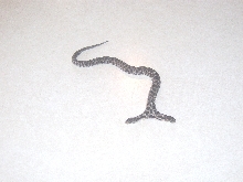 Two headed snake