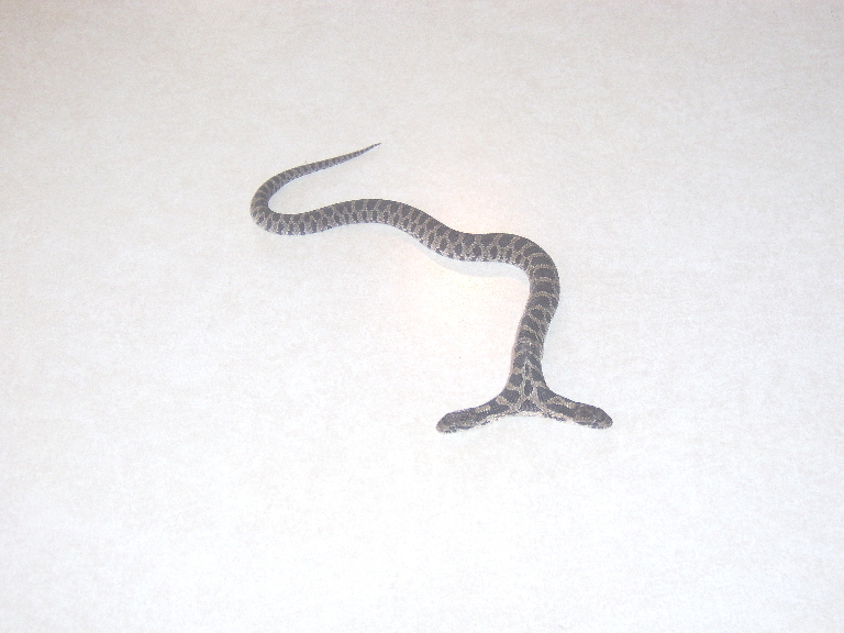 Two headed snake