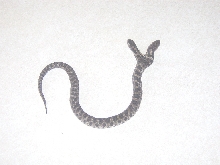 Two headed snake